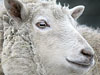 View image Sheep which is like a pet.