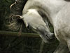 View image Beauty of arabian mare