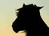 View image How the horses speak