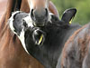 View image A cow with friendly behaviour with a mare