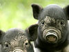 View image Little pigs